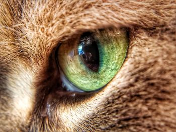 Close-up of cat eye