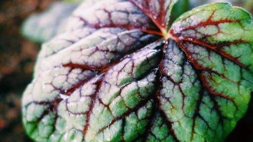 Close-up of leaf