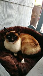 Close-up portrait of cat relaxing at home