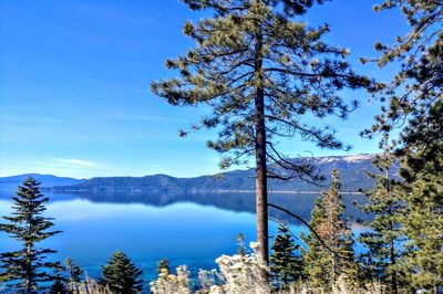 Scenic view of lake by trees against sky