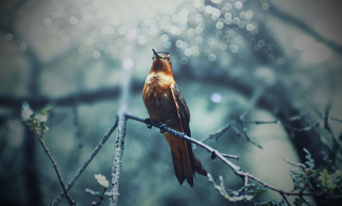 Close-up of bird perching on branch