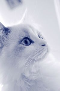 Close-up of white ragdoll cat