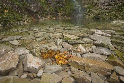 Scenic view of stream in forest