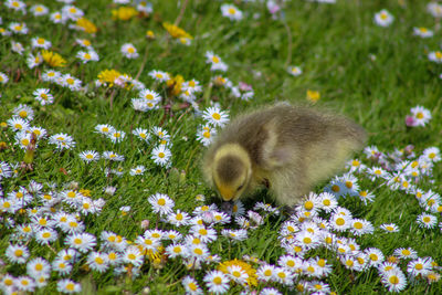 View of goslings  in field of daisies, canada goose 