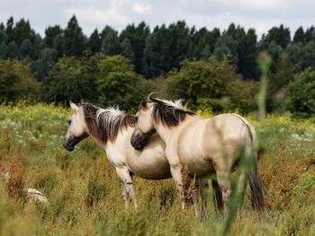 Horses with sky in background