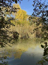 Reflection of trees on lake against sky in forest