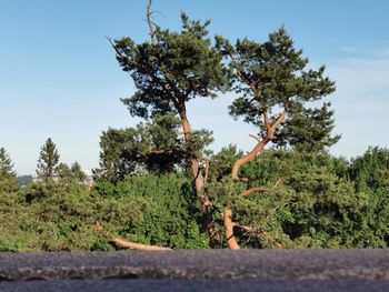 Trees on field against sky