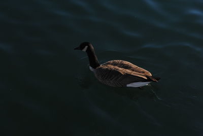 High angle view of duck swimming in lake