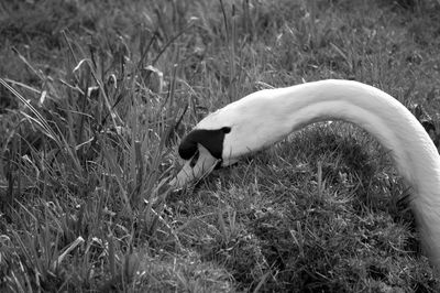 Side view of a swan on field
