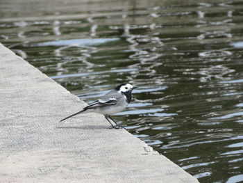Close-up of bird perching on water
