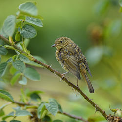 Close-up of bird perching on branch