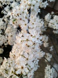 Close-up of white cherry blossom tree