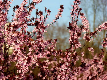 Close-up of pink cherry blossom tree