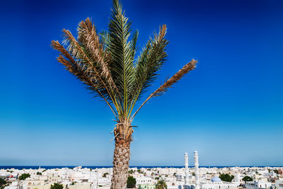 Palm tree against clear blue sky