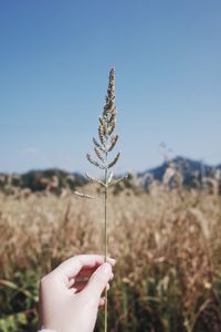 Close-up of hand holding plant
