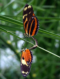 Close-up of butterfly on leaf