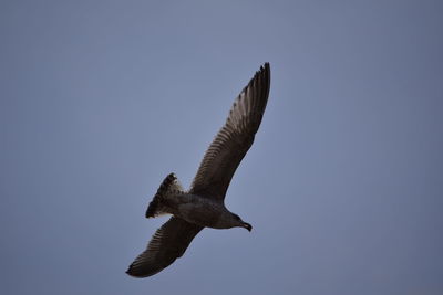 Low angle view of seagull against clear sky