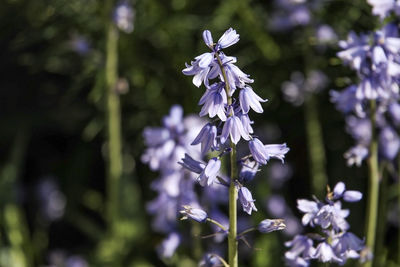 Close-up of purple flowering plant