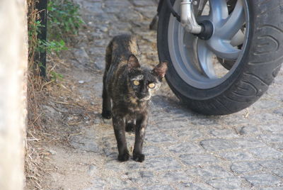 High angle view of cat standing by car