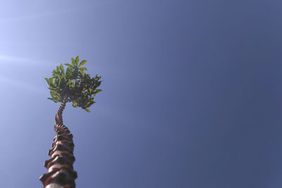 Low angle view of flower against blue sky