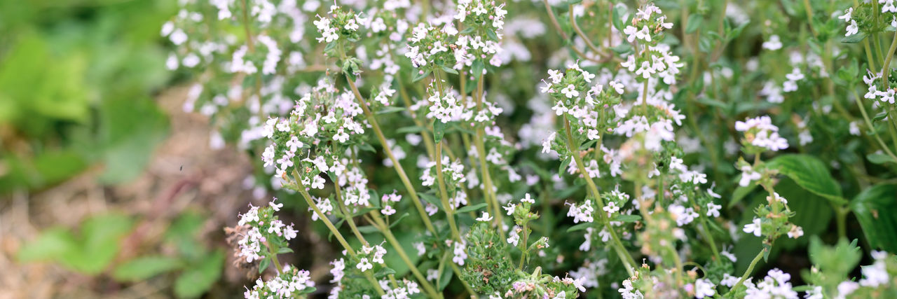 CLOSE-UP OF SMALL WHITE FLOWERING PLANTS