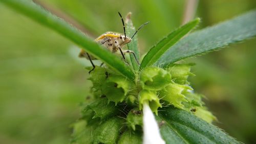Close-up of insect on plant