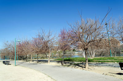 Trees against clear sky