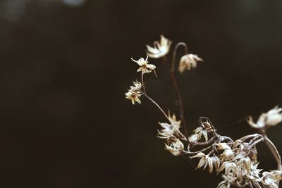 Close-up of plant against blurred background