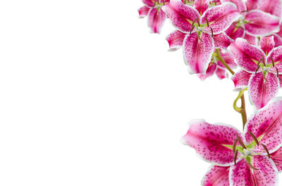 Close-up of flowers over white background