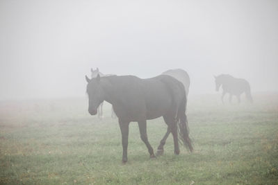 Horses in a field
