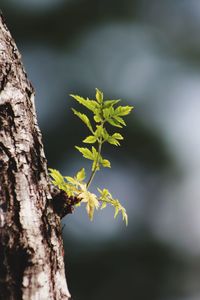 Close-up of lichen growing on tree trunk