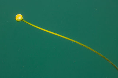 Yellow water lily flower on a turquoise lake