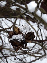 Close-up of frozen plant on tree during winter