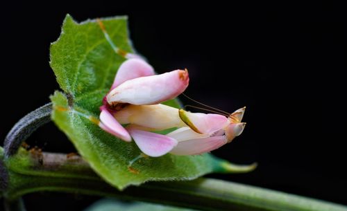 Close-up of pink rose flower