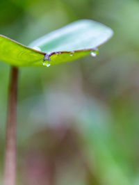 Close-up of water drops on leaf