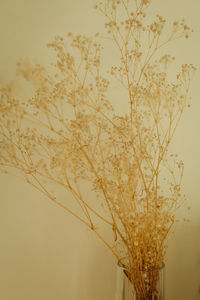 Low angle view of flowering plant against wall