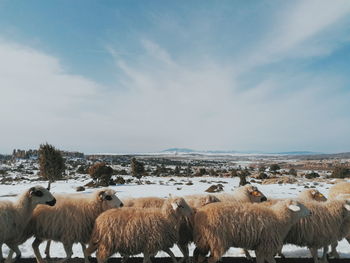 Flock of sheep in the winter