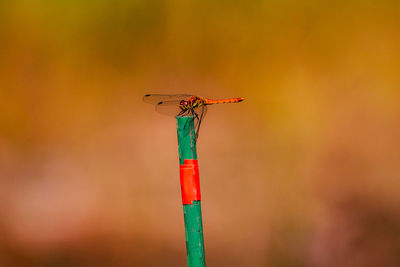 Close-up of dragonfly on wood