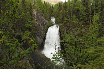 Scenic view of waterfall in forest