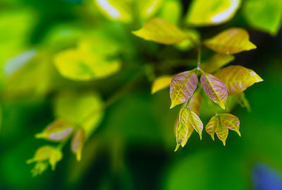 Close-up of purple flowering plant leaves