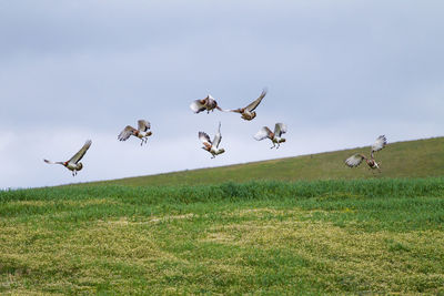 Birds on field against sky