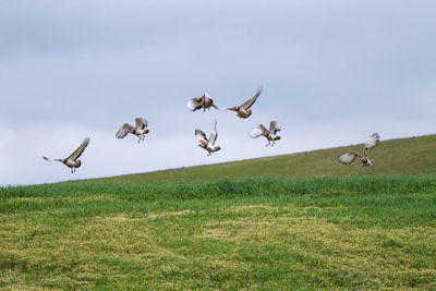 Birds flying over land against sky