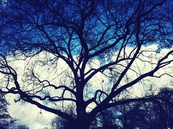 Low angle view of bare trees against sky