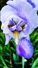 Close-up of purple iris flower