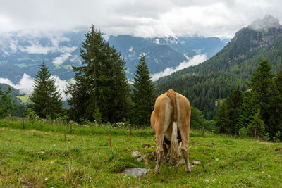 Horse grazing in a field