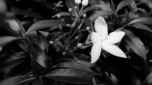 Close-up of flowering plant