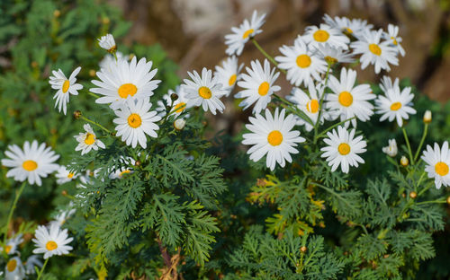 Close-up of daisy flowers