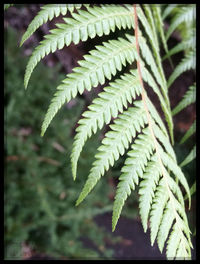 Close-up of leaves