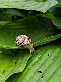 Close-up of snail on leaves