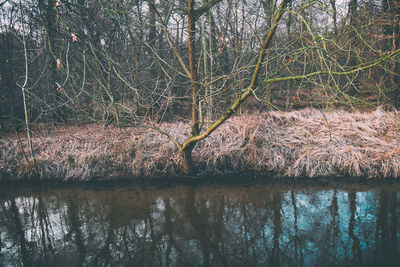 Reflection of bare trees in lake